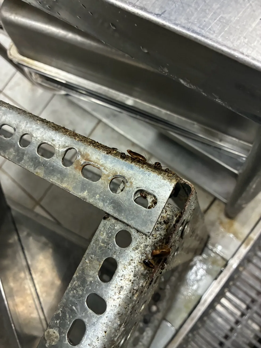 照護機構環境消毒，從廚房德國蟑螂到庭園怎麼處理