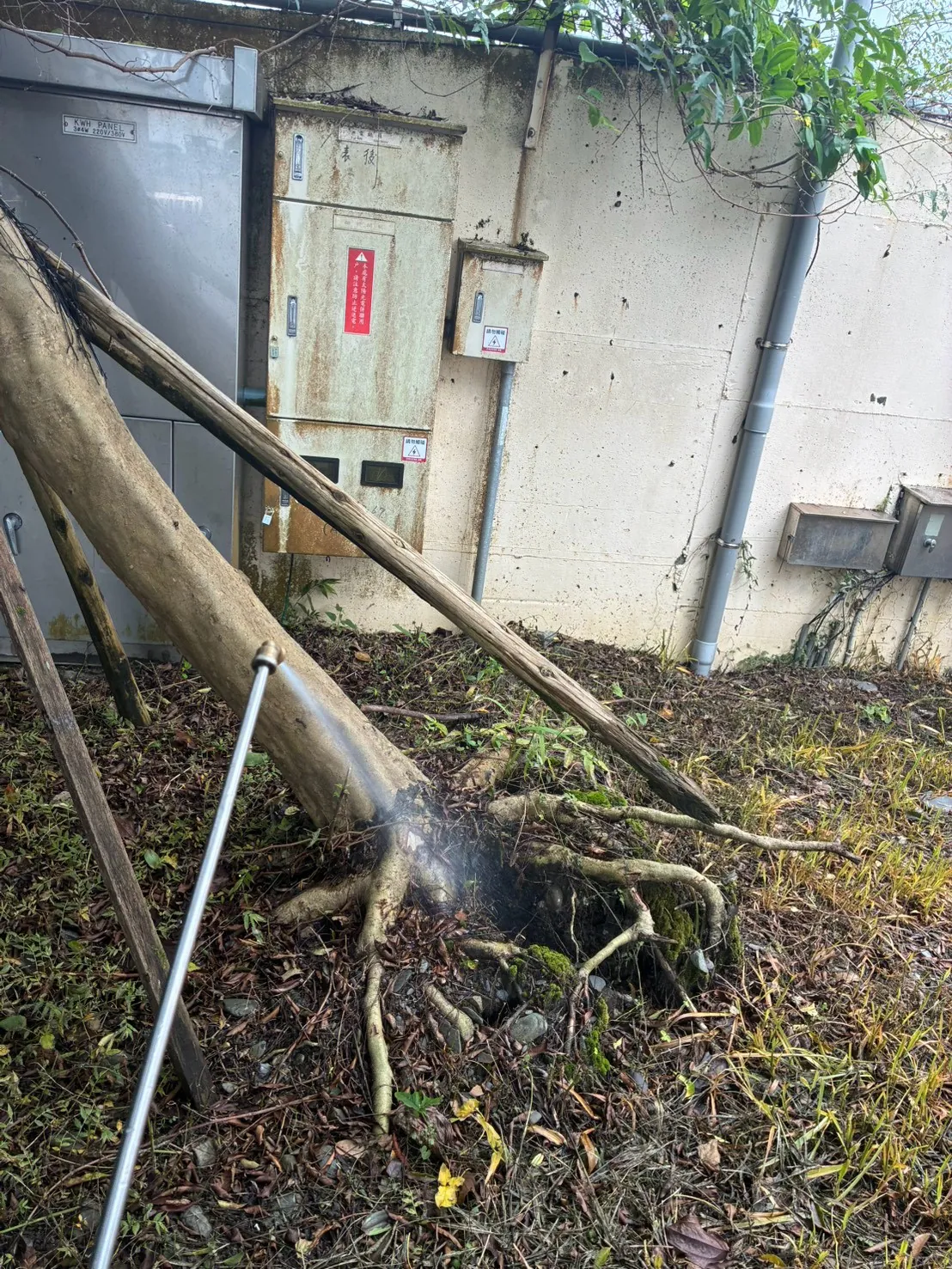 庭園樹根與落葉堆處理