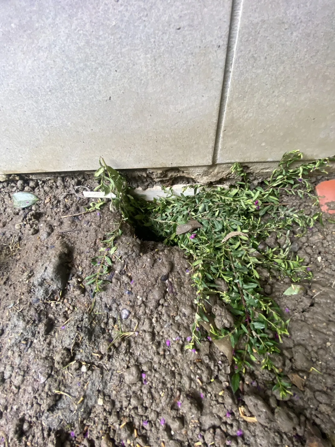 社區造景牆面與土壤交界處的鼠洞