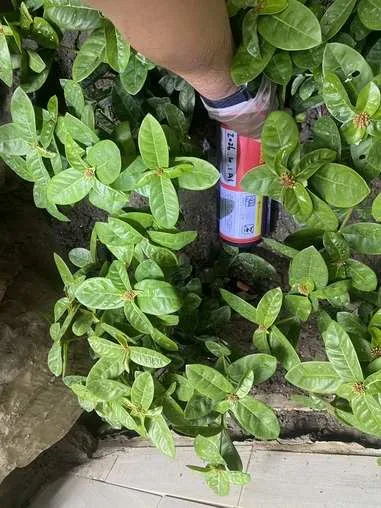 放在植栽遮蔽處的鼠餌站