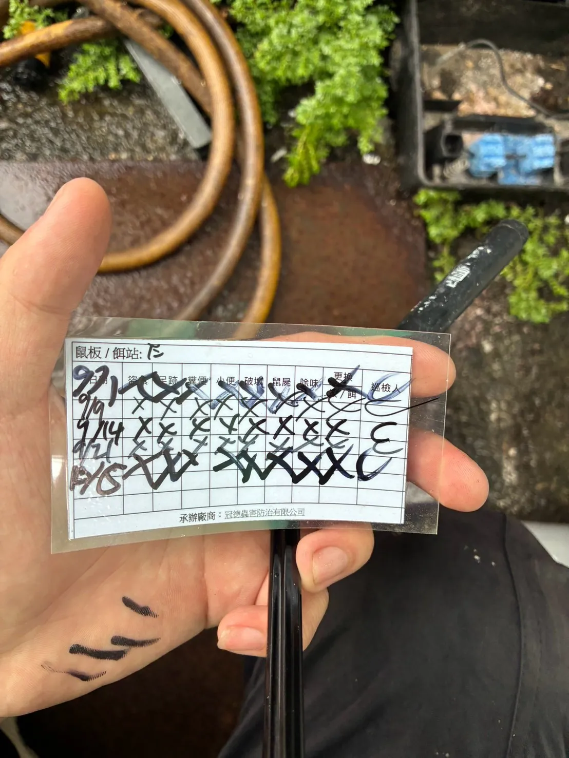 草叢旁鼠餌站紀錄卡