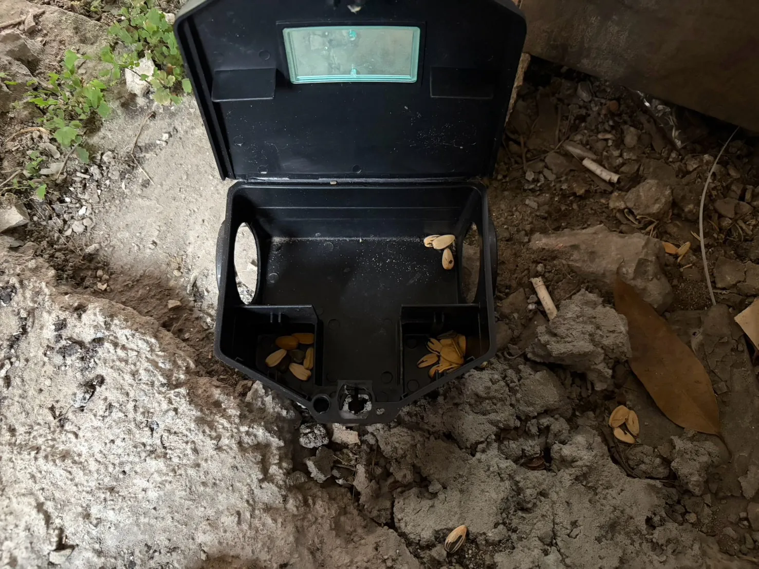 土堆旁鼠餌盒內餌已被吃光