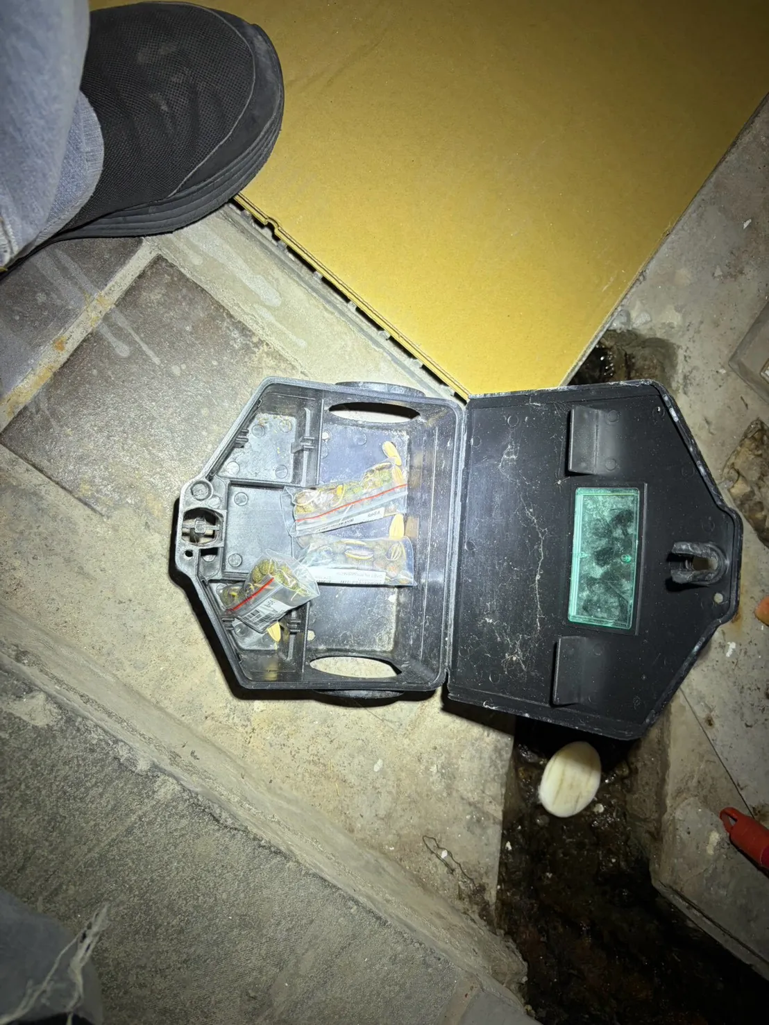 建物邊角的鼠餌盒以手電筒檢查