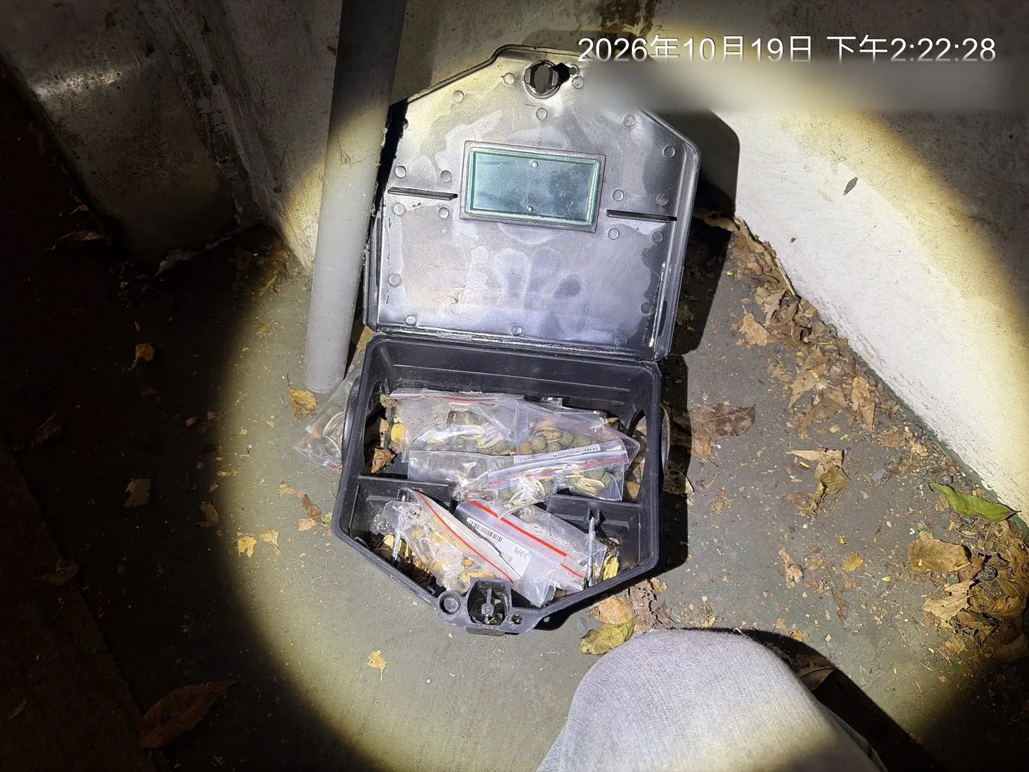 室內角落以手電筒照明檢查鼠餌盒