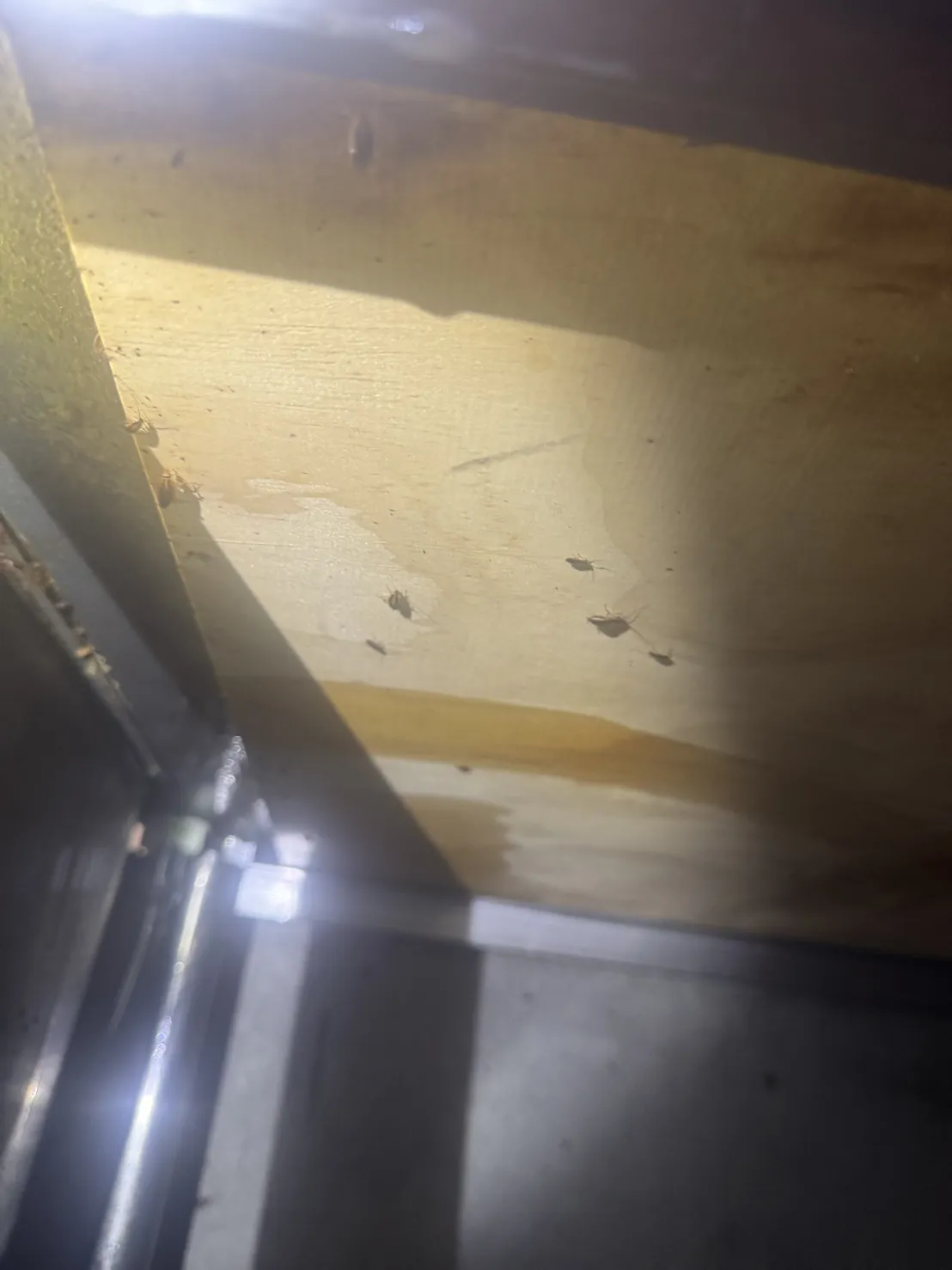 以手電筒照櫃體上方木板背面，可見點狀深色排遺與水漬