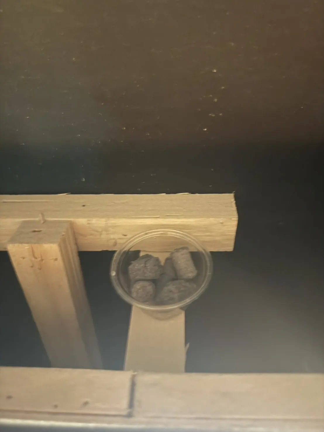 裝潢夾層木作上的鼠餌
