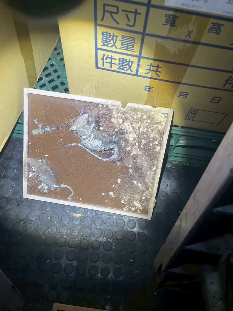 台北老社區儲物間紙箱旁的黏鼠板黏到兩隻老鼠