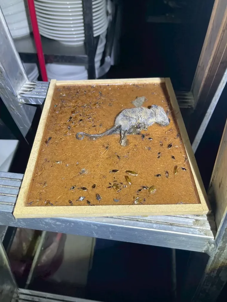 金屬層架上黏鼠板黏到一隻老鼠