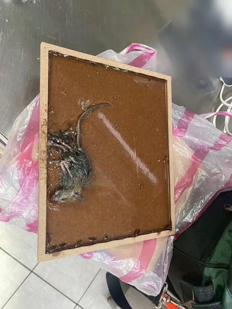 黏到老鼠的黏鼠板放在塑膠袋上準備回收