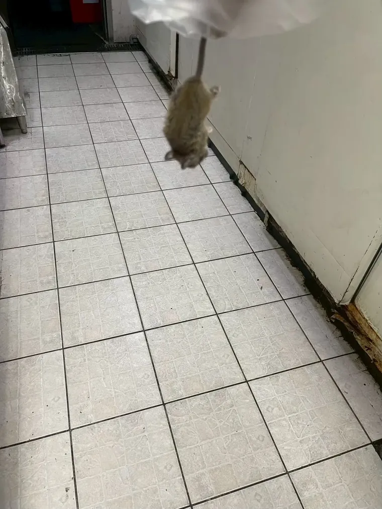 磁磚走道上抓起的老鼠