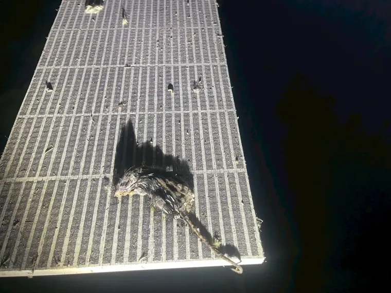 廚房排水格柵上的死老鼠