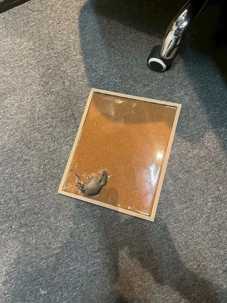 地毯區家具旁的黏鼠板黏到一隻小老鼠