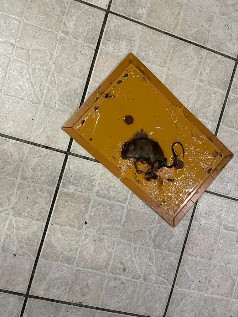 磁磚地面黃色捕鼠盤黏到老鼠