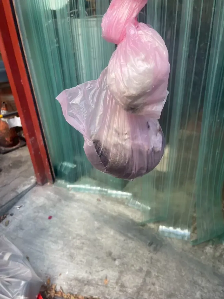 黏到的老鼠裝進塑膠袋綁緊準備清運