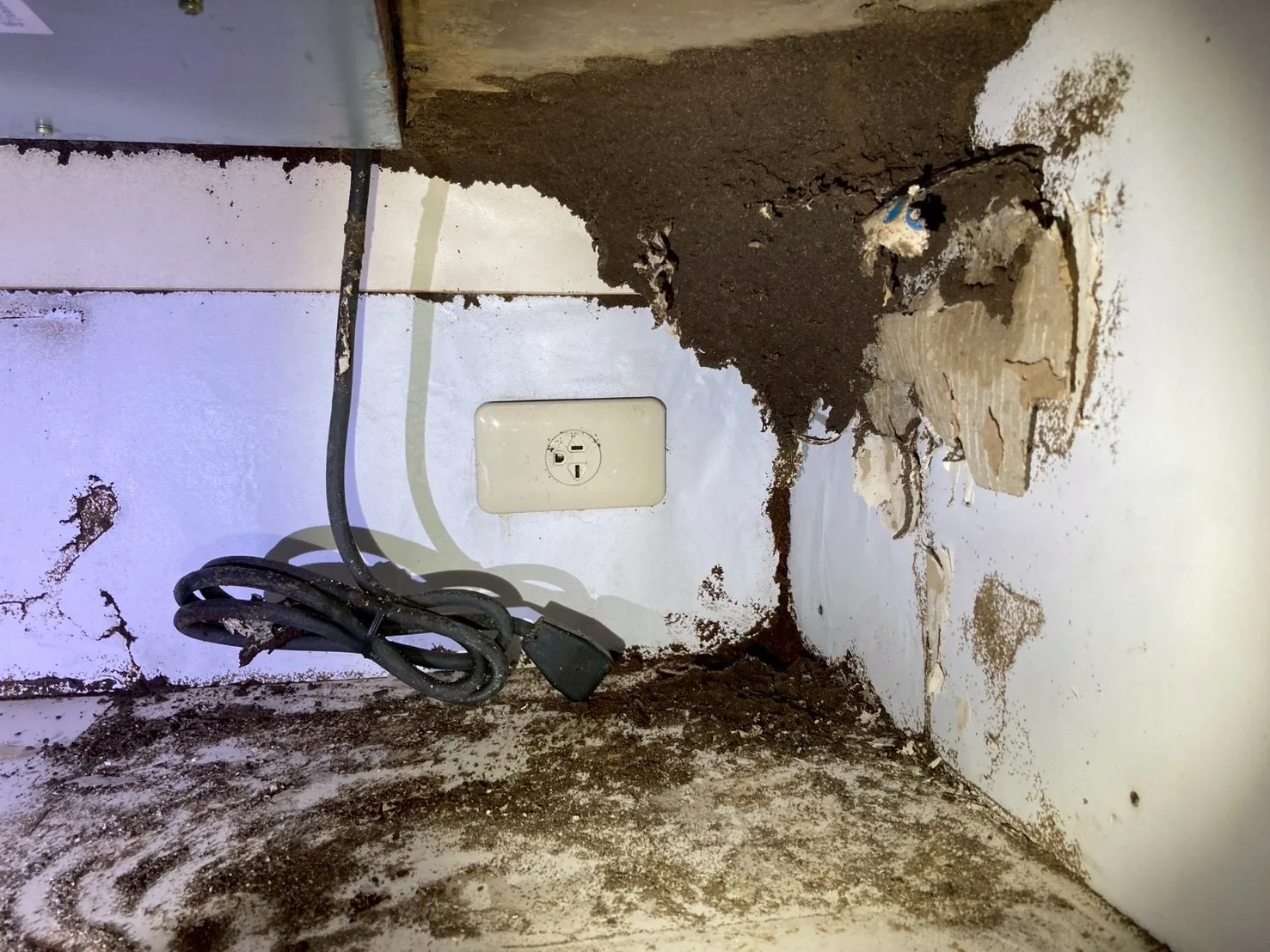 牆面插座周圍大面積白蟻泥被與土壤狀覆蓋物，旁有電線