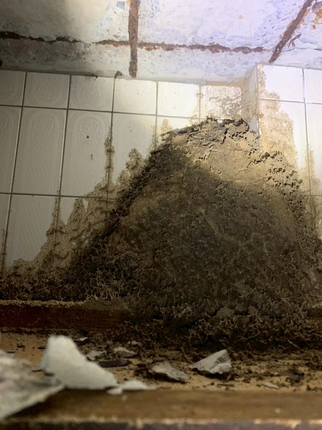 浴室磁磚牆面後方堆積的大量白蟻泥被與土質巢材