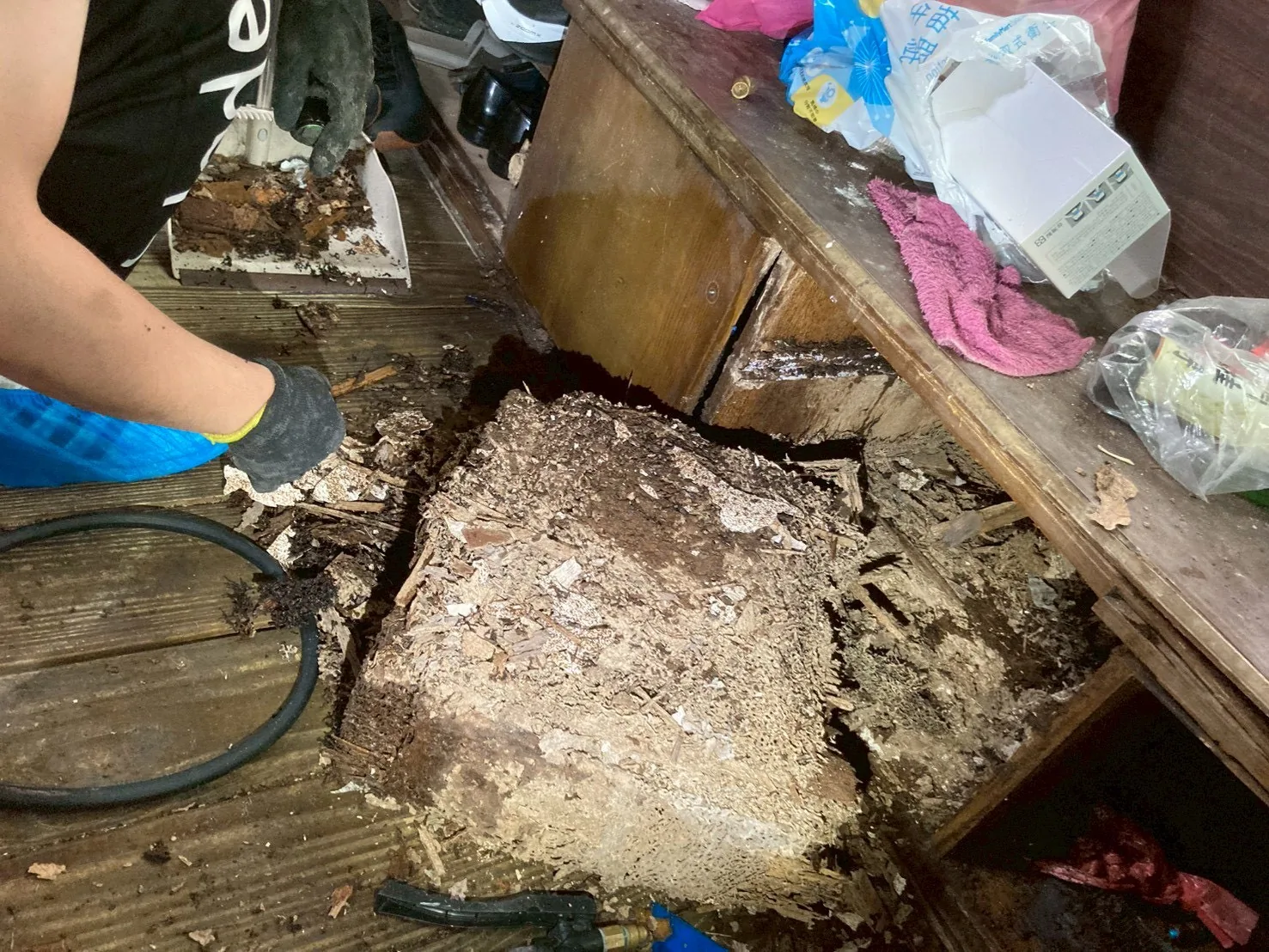木地板掀開後露出下方大型白蟻巢體與蛀蝕殘料