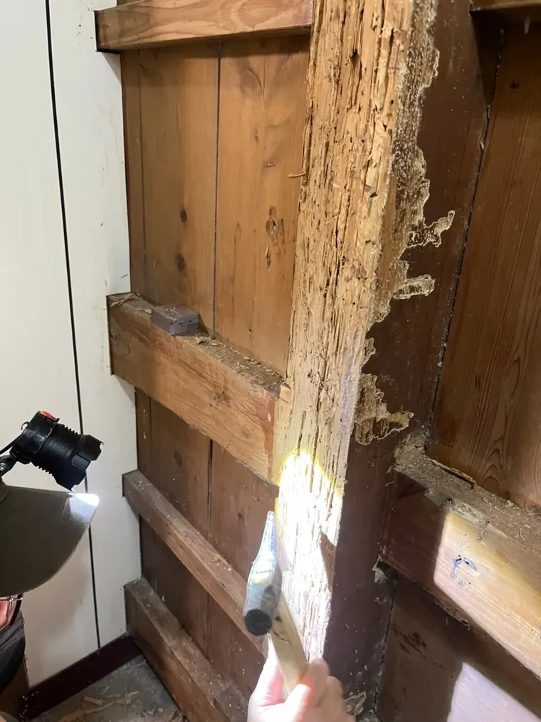 技師以工具敲擊老屋木樑檢查白蟻蛀空