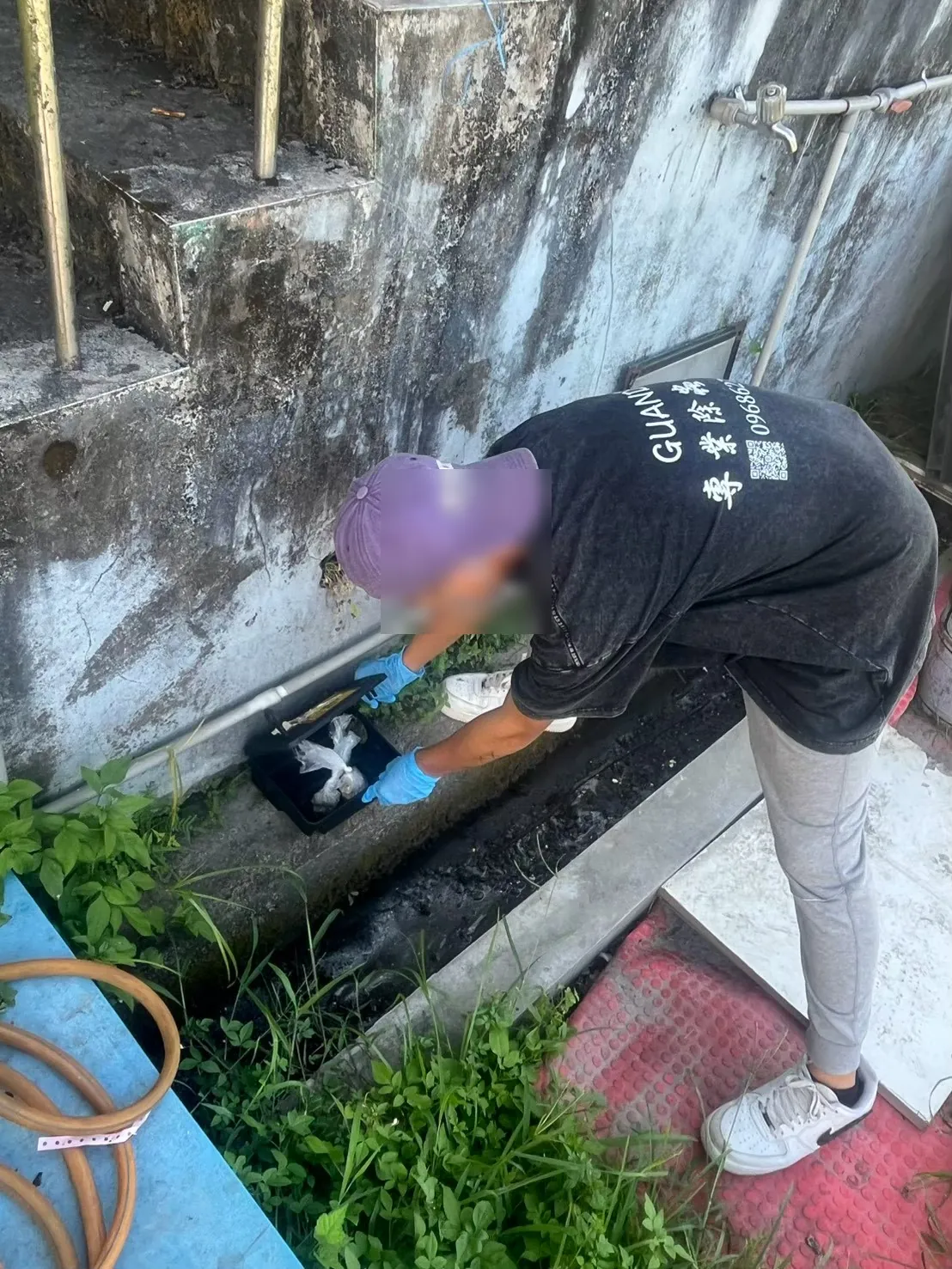 技師在後場排水溝邊打開鼠餌盒更換袋裝餌劑